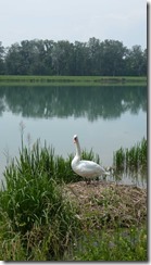 2015-06_Breisach (18)