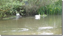 2015-06_Singen (10)
