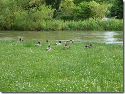 2015-06_Singen (14)