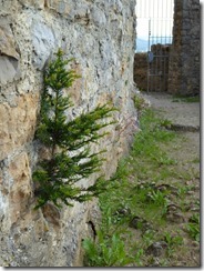 2016-07_Burg Rötteln, Lörrach (29)