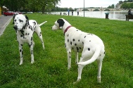 Cora und Venus (11).JPG