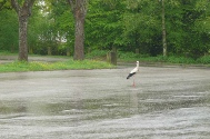 Vogelpark (3).JPG