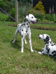 Ikarus und Cora (7).JPG
